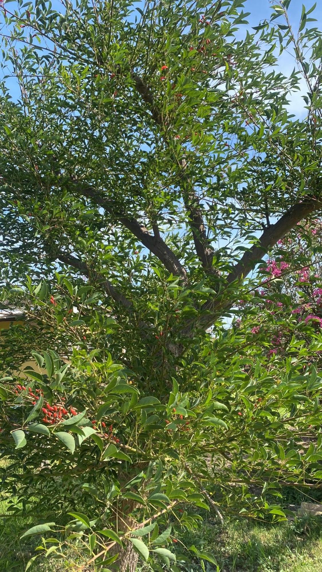 Agrib&B Lemontree Garde'N Syrakuzy Zewnętrze zdjęcie