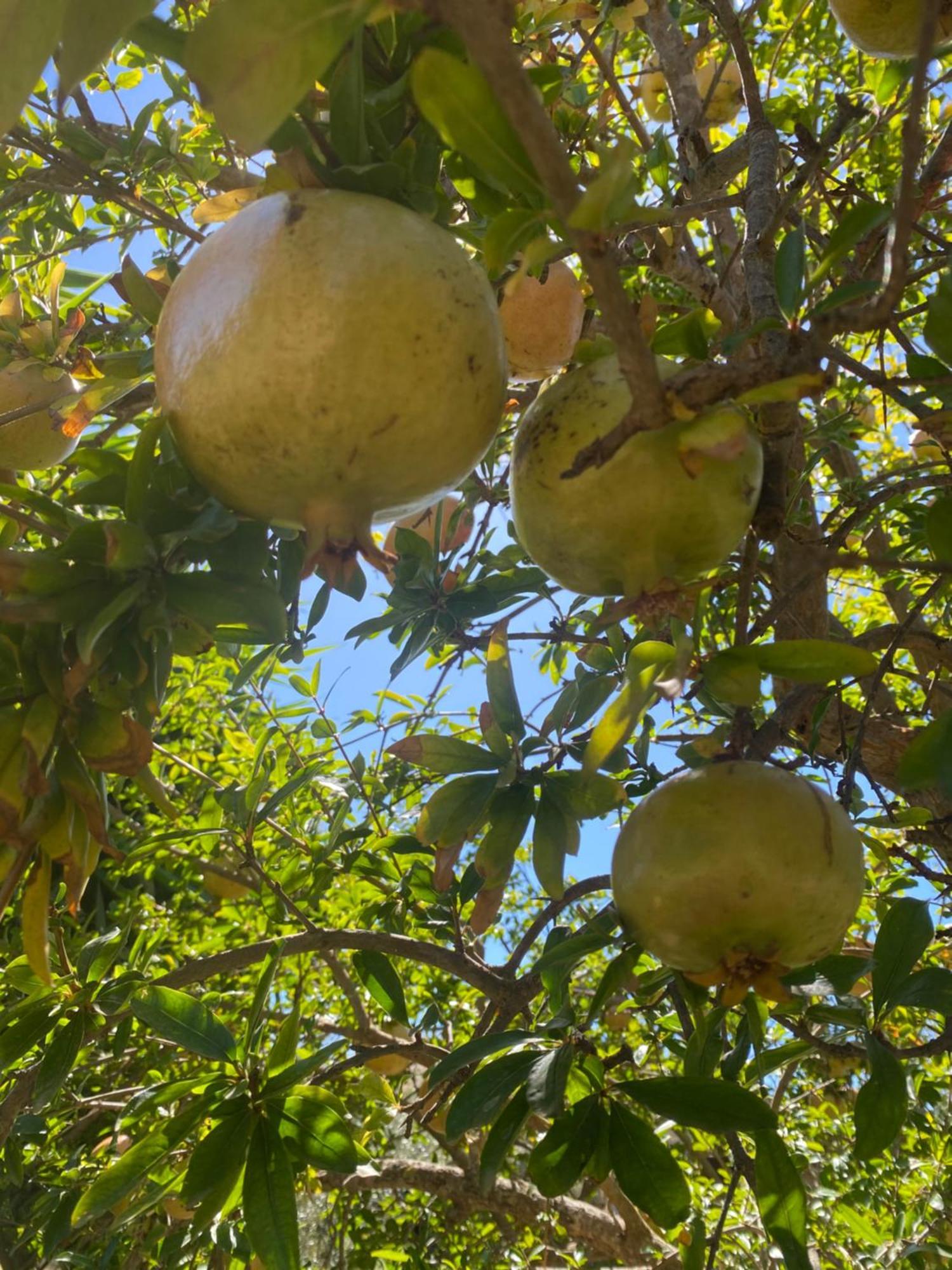 Agrib&B Lemontree Garde'N Syrakuzy Zewnętrze zdjęcie