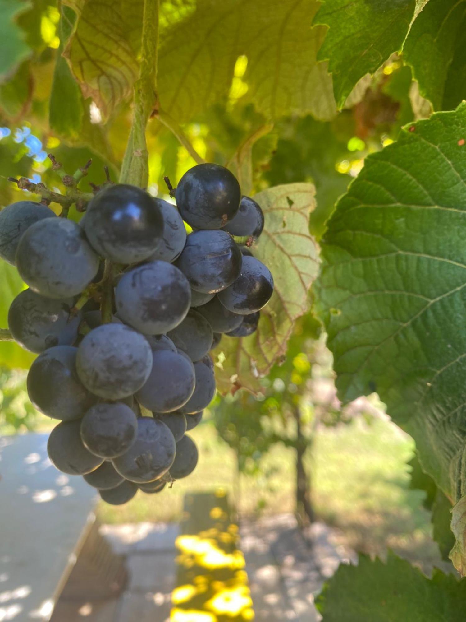 Agrib&B Lemontree Garde'N Syrakuzy Zewnętrze zdjęcie